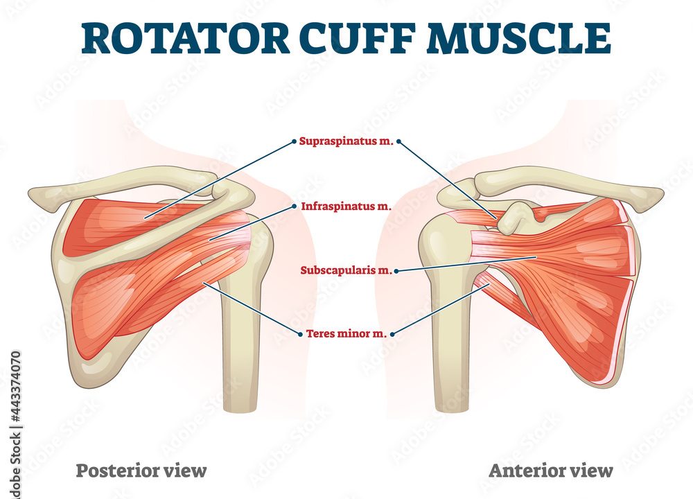 Building a Better Skier Part 4: The Shoulder